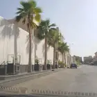 نخل واشنطني امريكي
