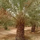 مقاول نخيل الجله المزاحمية الرياض تبراك ضرما نساح الرين