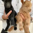 ماعز قزمي او قزم