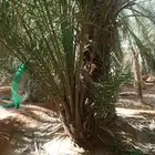 نخيل مثمر نوايع نادره شمشوله حوشانه شيرازي ربيعه