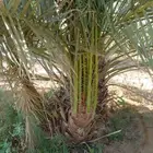 يوجد الدينا جميع أنواع النخل