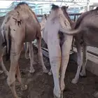 موقعنا الرياض مكه خميس مشيط جده تبوك الباحه معشوقه رسائل الم