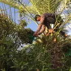 جث وغرس وتكريب النخيل والأشجار