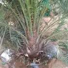 يوجد لدينا جميع فسايل النخل العربي