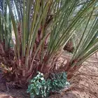 فسايل عجوه مجدول صفاوي وعنبره وروثانه وصقعي وبيض
