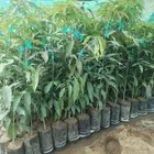 مانجوه زبده