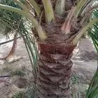 جميع انواع النخيل