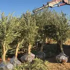 اشجار زيتون ونخل عربي ونخل واشنطني واشجار حمضيات