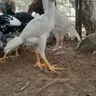 فروخ سنود صافي