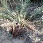 فسائل نخيل
