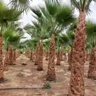 نخيل واشنطني للبيع من متر الى 12متر