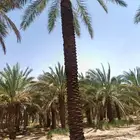 بيع نخل مكرب جاهز 6 متر 7متر العدد 20 حبه