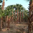 نخل عربي واشنطوني