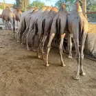 قعدان مناسبات ومطاعم كفو