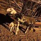 نعجه والد معها طلي