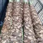 نخيل توريد وزراعه عربي واشنطني