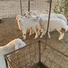 بهم حري سمان اعمار 5شهور