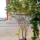 تنسيق حدائق