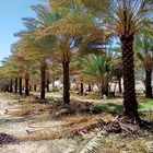 يوجد لدينا أنواع الشجرة والزيتون النخيل عربي وشنطني وجميع