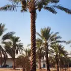 موسم زراعه النخيل البلدي وواشنطني
