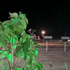 ايواء خيل