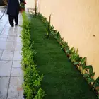 زراعه نخيل واشنطني نخل عربي وثيل