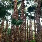 نخل زينه واشنطن