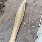 Palm pollen for sale