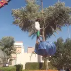زيتون سدر طلح