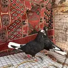 طبات قطايف للبيع تم البيع