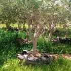 يتوفر لدينا أشجار الزيتون