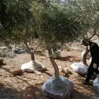 توريد جميع انواع الاشجار وزيتون ولنخيل. باجميع النوع وتوصيل