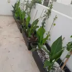 مشتل تنسيق حدائق