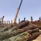 يوجد لدينا جميع انواع النخيل وزيتون