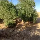 اشجار زيتون معمر