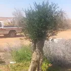 زيت الزيتون