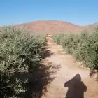يوجد لدينا جميع انواع الأشجار لتواصل علا