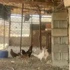 دجاج بلدي حضان