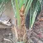يوجدلدينافسايل بياض