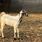 السلام عليكم ورحمة الله وبركاته