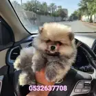 كلب بومرينيان تيدي فيس للبيع