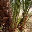يوجدلدين جميع انواع انخل المثمره وزينه