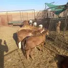 سواكن ضحايا. مرابي