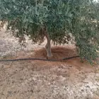 لدينا جميع انواع الاشجار زيتون