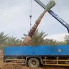 ابوعلي لزراعت انخيل تبوك العلا تيما حقل ضبا شرمه البدع شقري