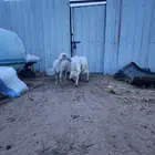 بسم الله ماشاء الله ثنين خرفان ورخل كفو للبيع