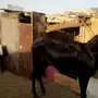 مهر - الصحه شرط الأب واهو 