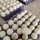 بيض بط بكيني