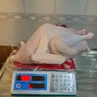 ديك رومي ذبح طازج عند الطلب