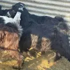 تيوس عوارض فاخره